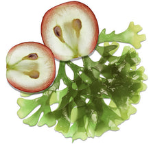 Load image into Gallery viewer, HydroStem Stem Cell Antioxidant Serum: Stress & Pollution Protection